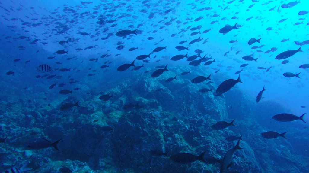 deep sea fishing in costa rica